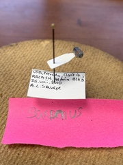 Pachybrachis thoracicus