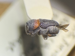 Pachybrachis thoracicus