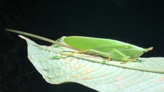 Copiphora cultricornis