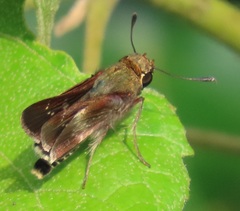 Platylesches moritili