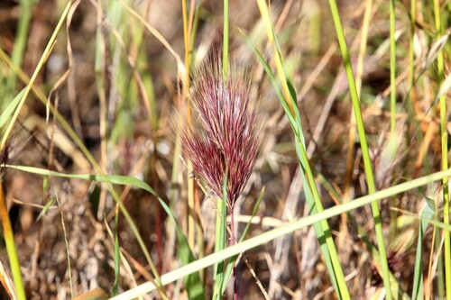 Red Brome