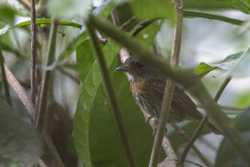 iNaturalist image