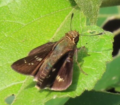 Platylesches moritili