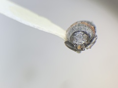 Pachybrachis thoracicus