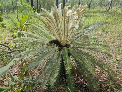 Cycad (Cycas calcicola)
