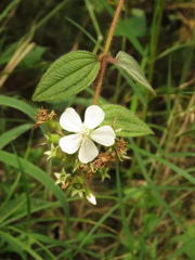 Chaetogastra ciliaris