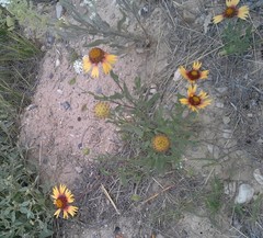 Gaillardia multiceps