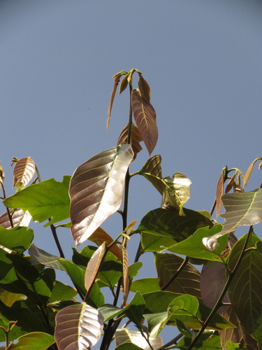 Nectandra acutifolia · iNaturalist