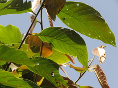 Nectandra acutifolia