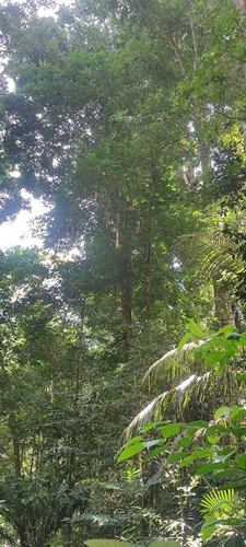 Eperua falcata, photograph 5