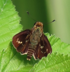 Platylesches moritili