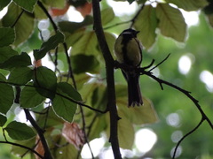 Parus major