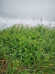 Ligusticum scothicum