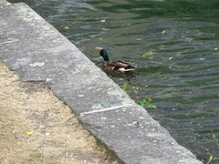 Anas platyrhynchos