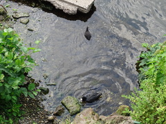 Fulica atra