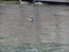 Phalacrocorax carbo