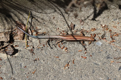 Plestiodon finitimus