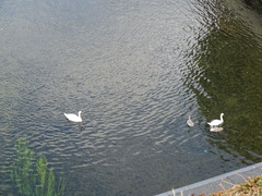 Cygnus olor