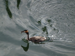 Podiceps cristatus