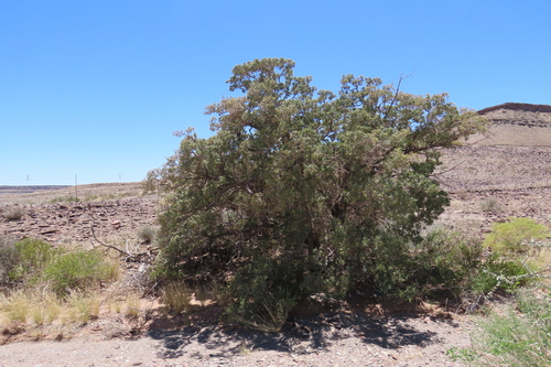 Namaqua Resin Tree (Ozoroa dispar)