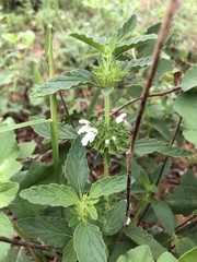 Leucas sexdentata