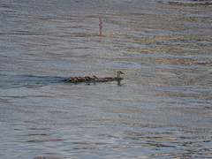 Anas platyrhynchos