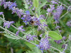 Bombus pascuorum