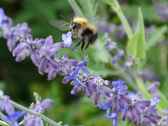 Bombus pascuorum