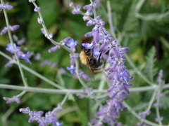 Bombus pascuorum
