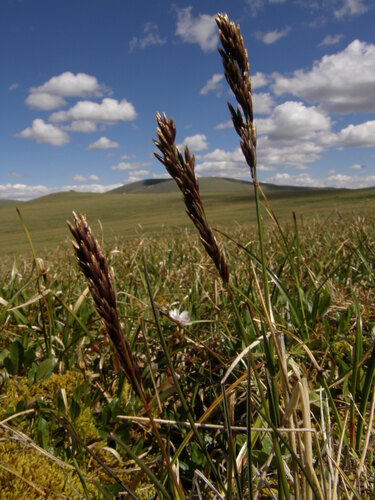 Deschampsia koelerioides