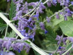 Bombus pascuorum