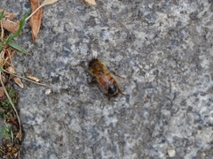 Apis mellifera