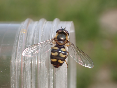 Black-tailed Aphideater, Alkmaar, Nederland, photo 9 of 10