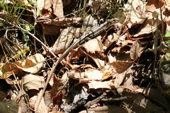 Takydromus tachydromoides