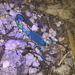 Centruroides bicolor