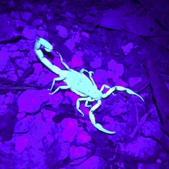 Centruroides bicolor