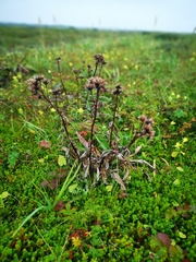 Saussurea pseudotilesii