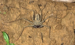 Paraphrynus