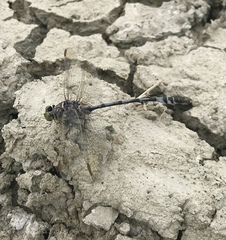 Lindenia tetraphylla