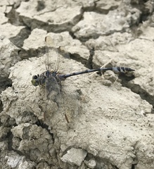 Lindenia tetraphylla