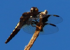 Palpopleura