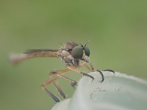 Slender Striped Robberfly, Heerhugowaard, Nederland, photo 10 of 10