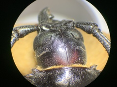 Derobrachus geminatus