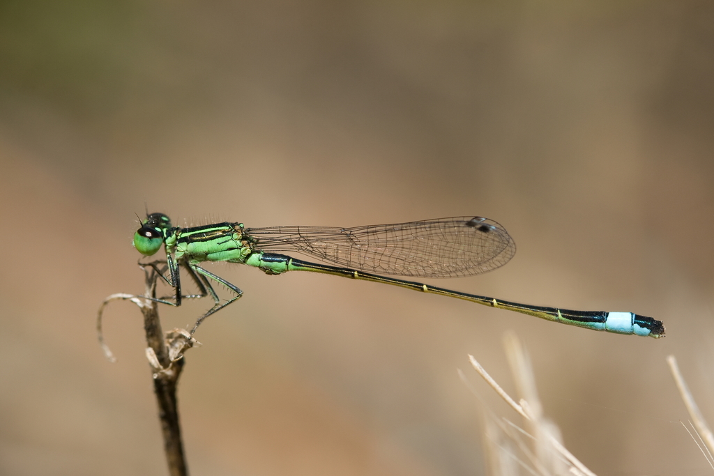 Island Bluetail