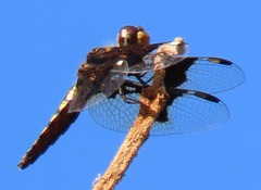 Palpopleura