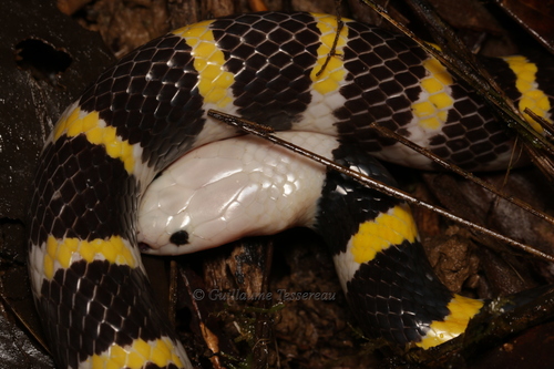 Loveridgelaps elapoides observed 2025-10-29