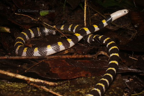 Solomons Small-eyed Snake