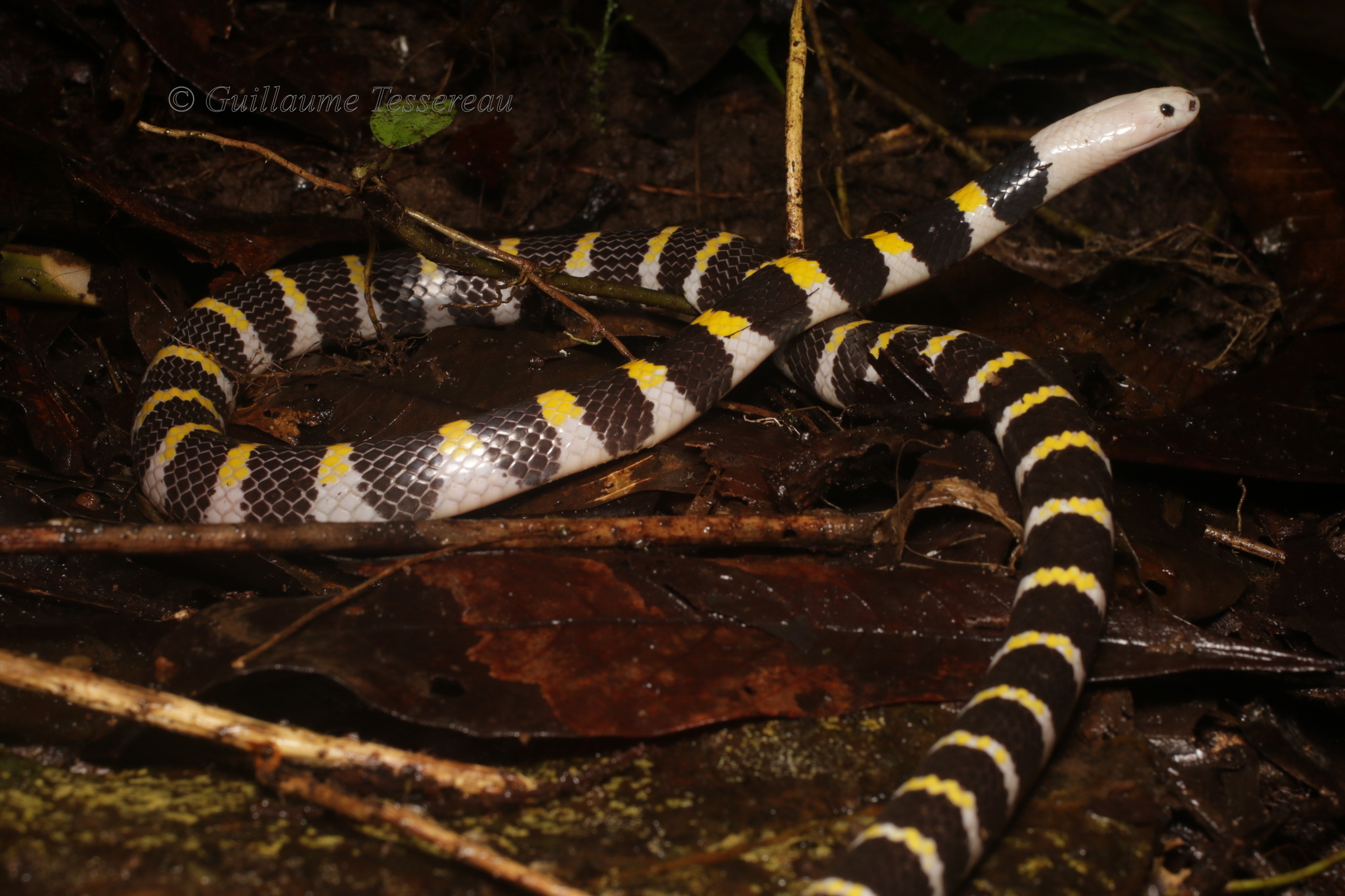Solomon small-eyed snake, Loveridgelaps elapoides