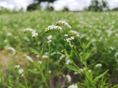 Heliotropium steudneri