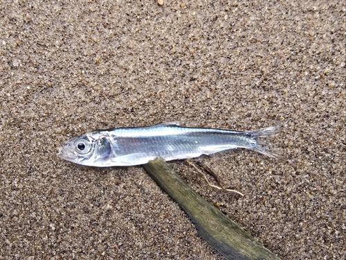 Azov kilka (Clupeonella cultriventris) — Clupeidae — 2